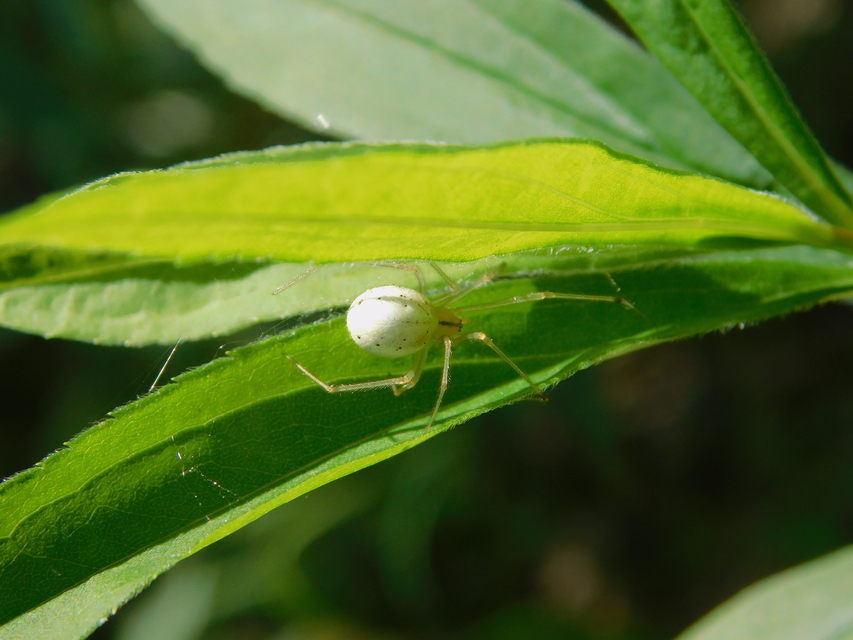 Enoplognatha ovata/latimana