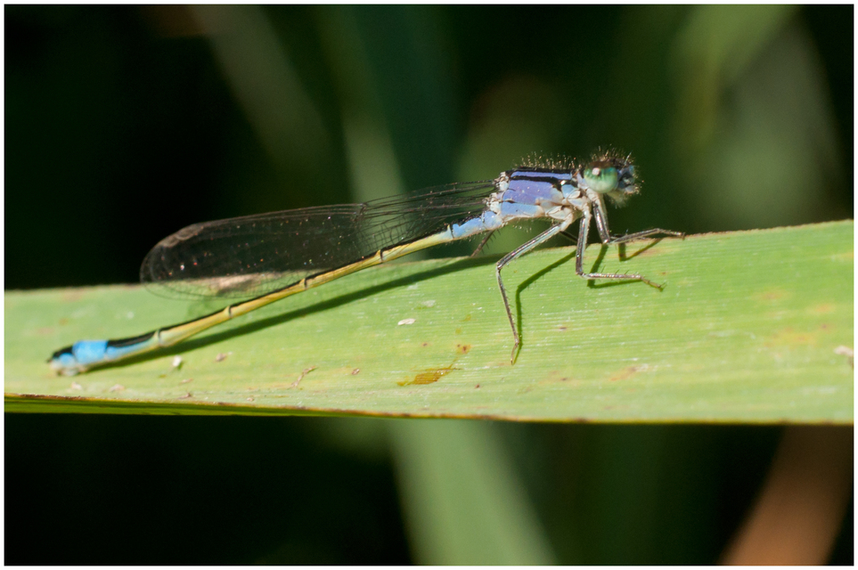Ischnura elegans pontica - kéköves légivadász