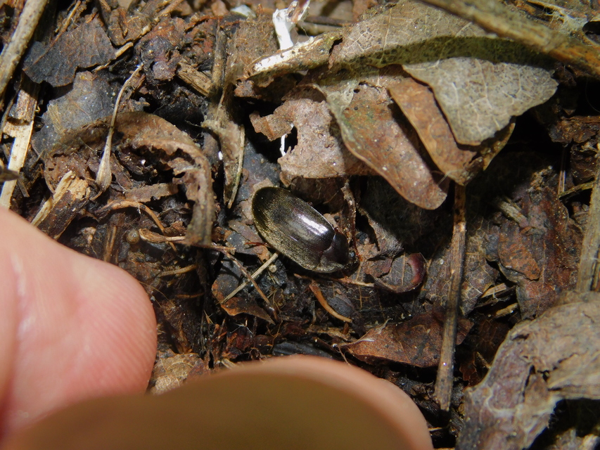 Hymenalia rufipes - rőtlábú alkonybogár