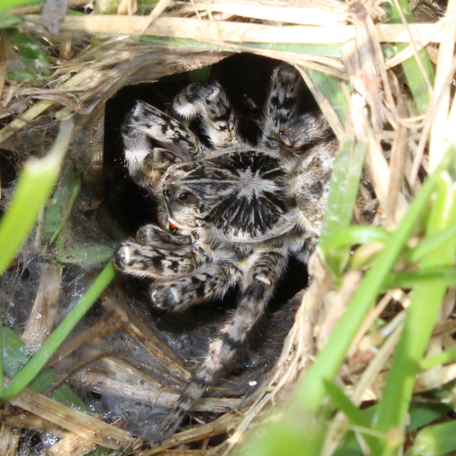 Lycosa singoriensis - szongáriai cselőpók
