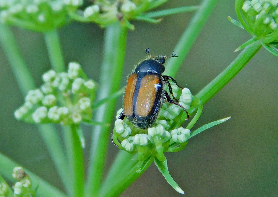 Omaloplia nigromarginata - szegélyes kiscserebogár