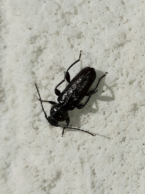 Hylotrupes bajulus - házicincér