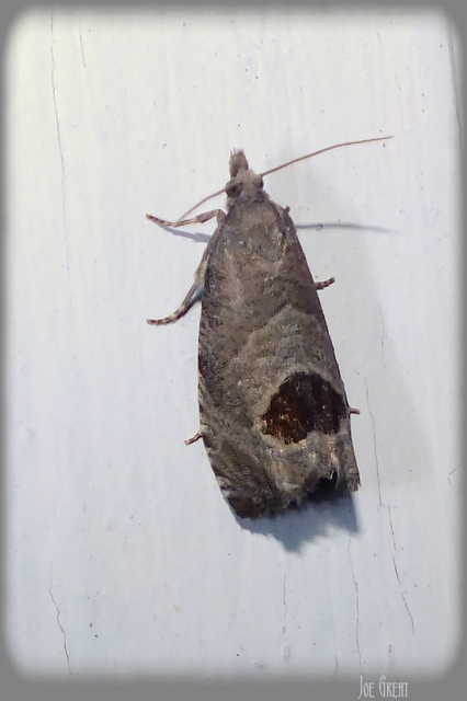 Notocelia uddmanniana - málnasodró tükrösmoly