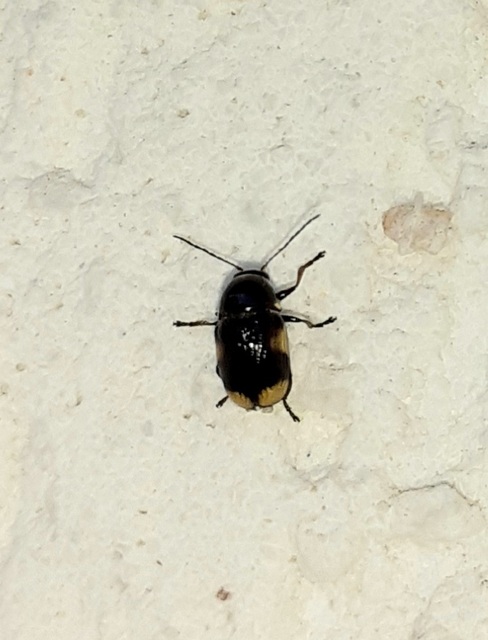 Cryptocephalus moraei - közönséges zömökbogár