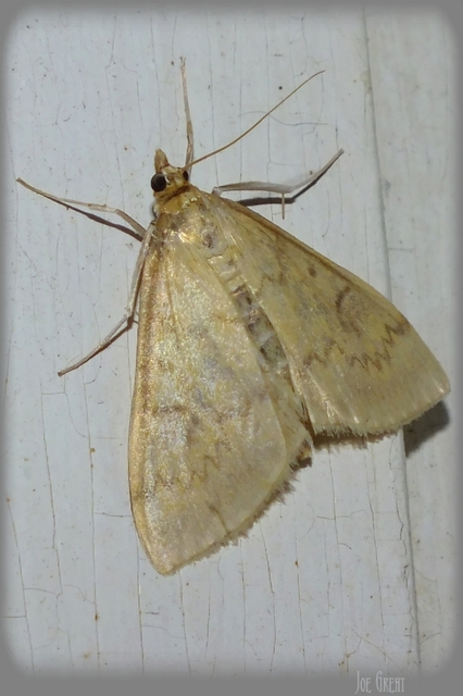 Ostrinia nubilalis - kukoricamoly