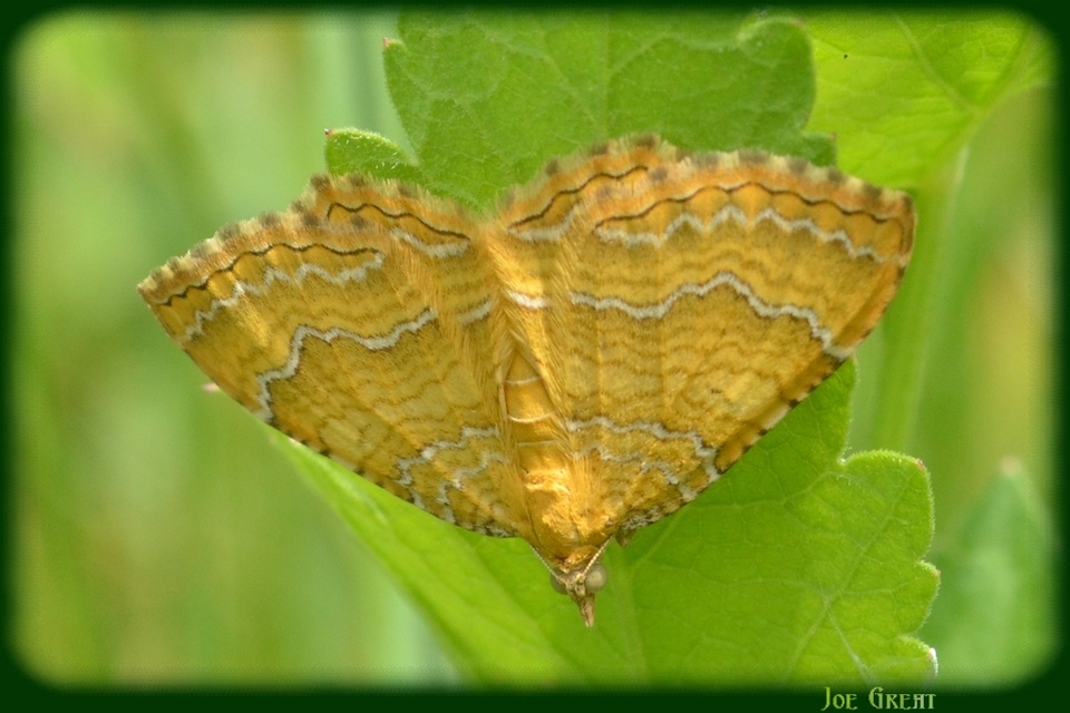 Camptogramma bilineata - kétvonalas sávosaraszoló