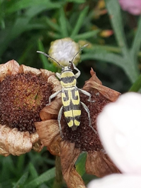 Chlorophorus varius - díszes darázscincér