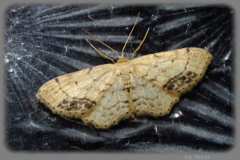 Idaea dimidiata - gyakori apróaraszoló