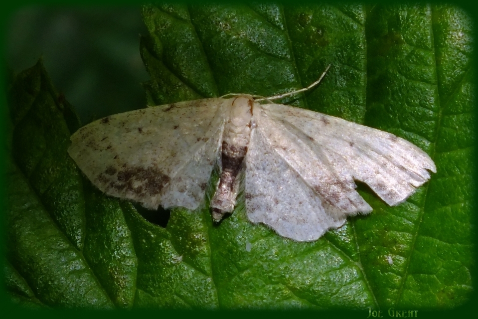 Idaea dimidiata - gyakori apróaraszoló