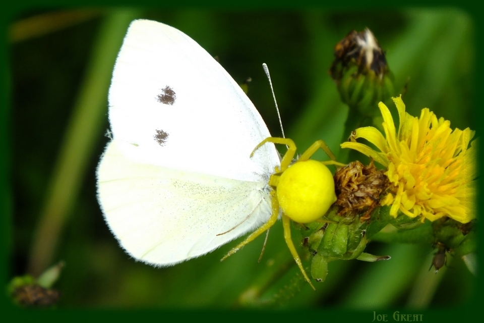 Pieris rapae - répalepke