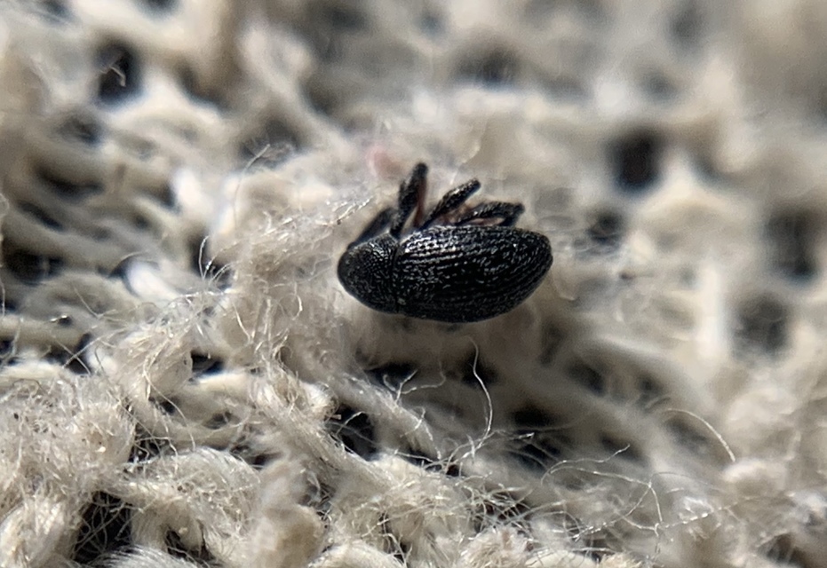 Anthonomus rubripes - pimpó-bimbólikasztó Anthonomus rubripes - pimpó-bimbólikasztó