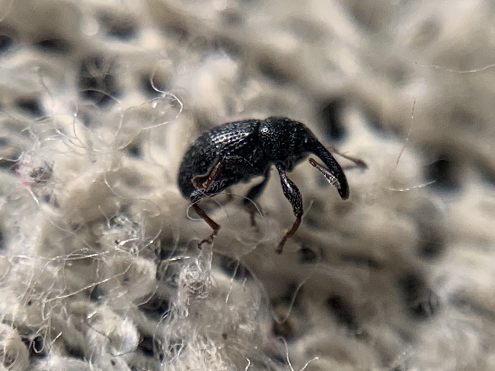 Anthonomus rubripes - pimpó-bimbólikasztó