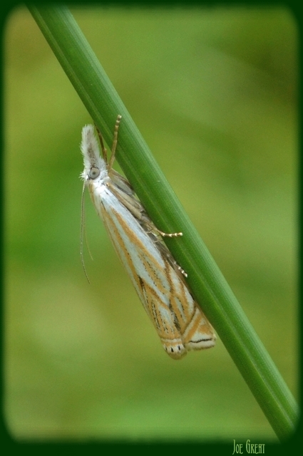 Crambus lathoniellus - mezei fűgyökérmoly
