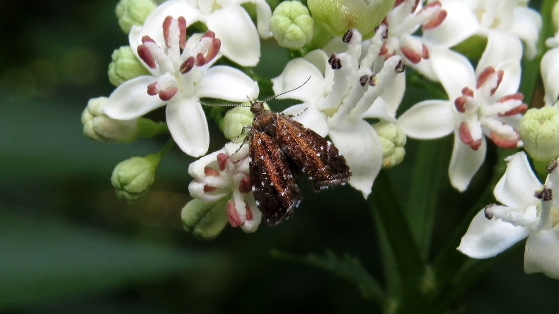 Choreutidae - levélmolyfélék