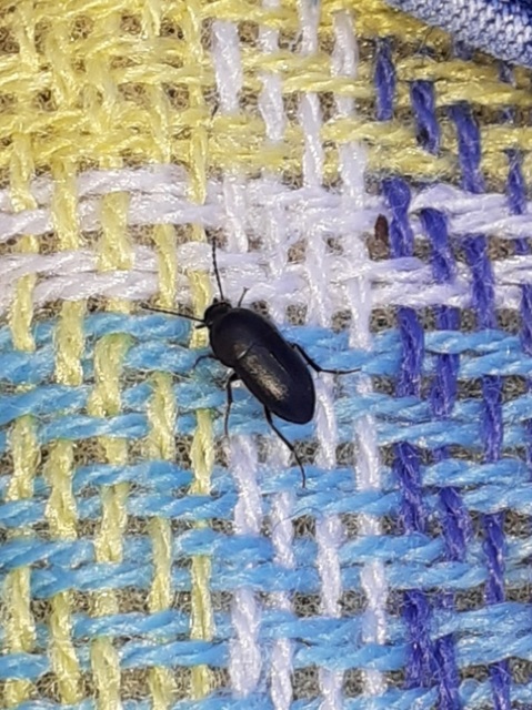 Crypticus quisquilius - fürge gyászbogár