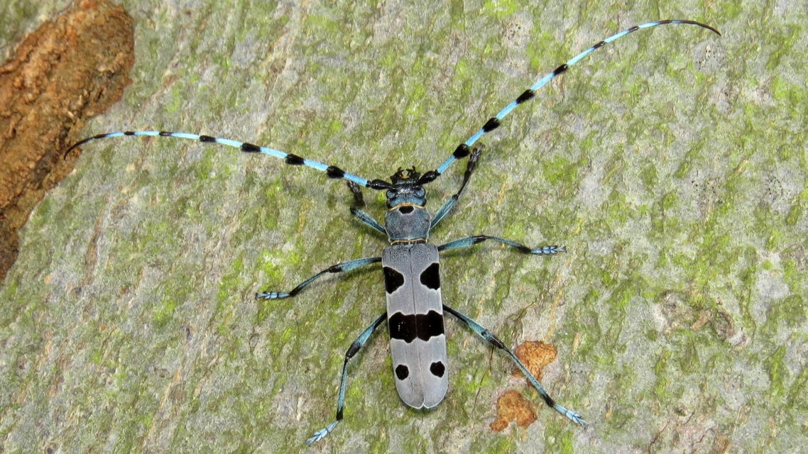 Rosalia alpina - havasi cincér