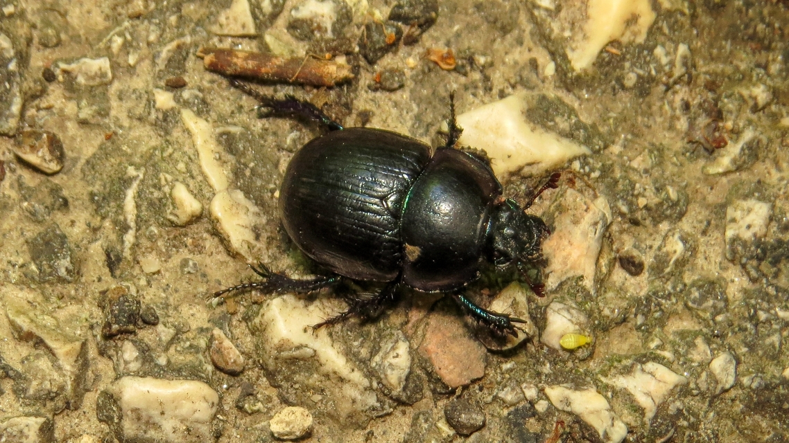Anoplotrupes stercorosus - erdei álganéjtúró
