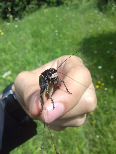 Pholidoptera transsylvanica - erdélyi avarszöcske