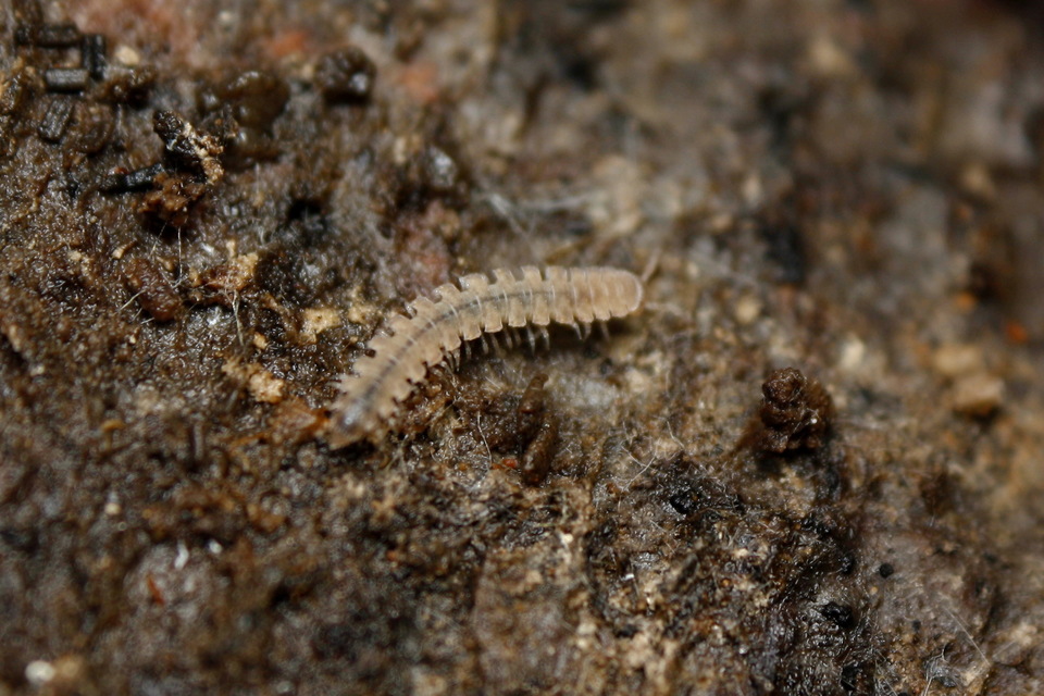 Polydesmus