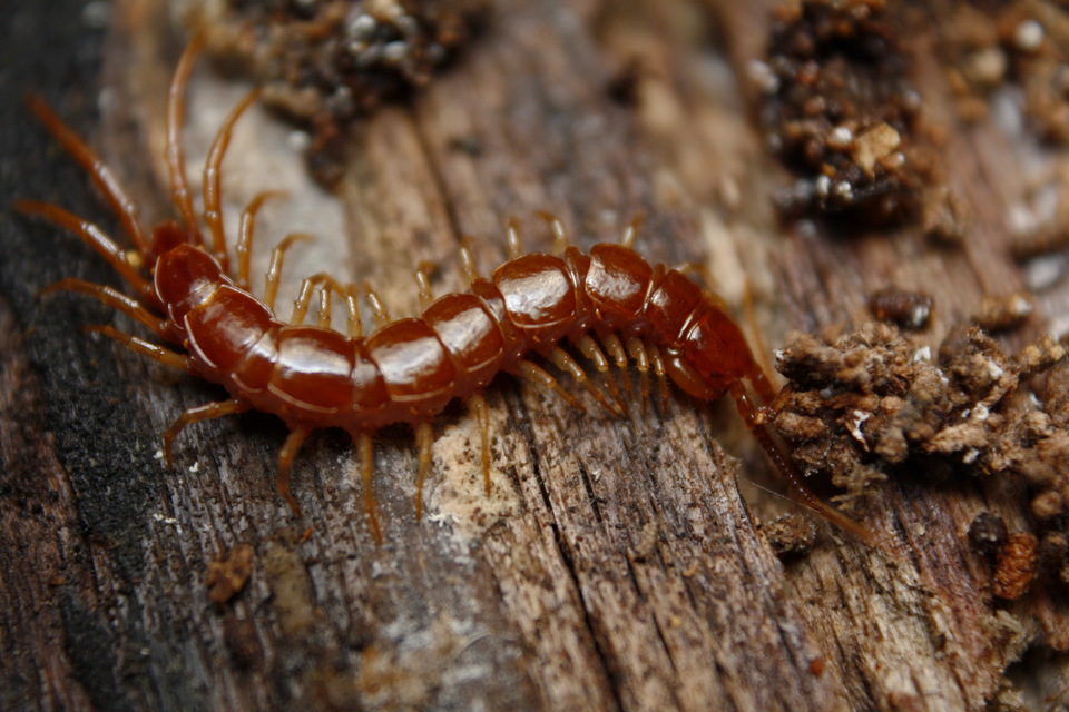 Lithobiidae