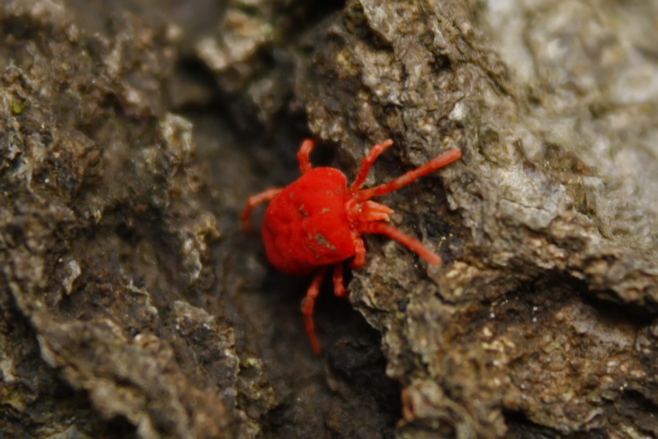 Trombidium