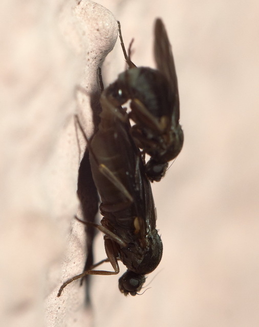 Phoridae - púposlégyfélék