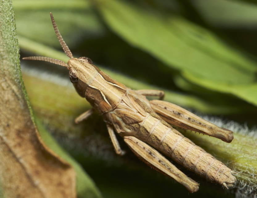 Chorthippus (Glyptobothrus) (subgenus)