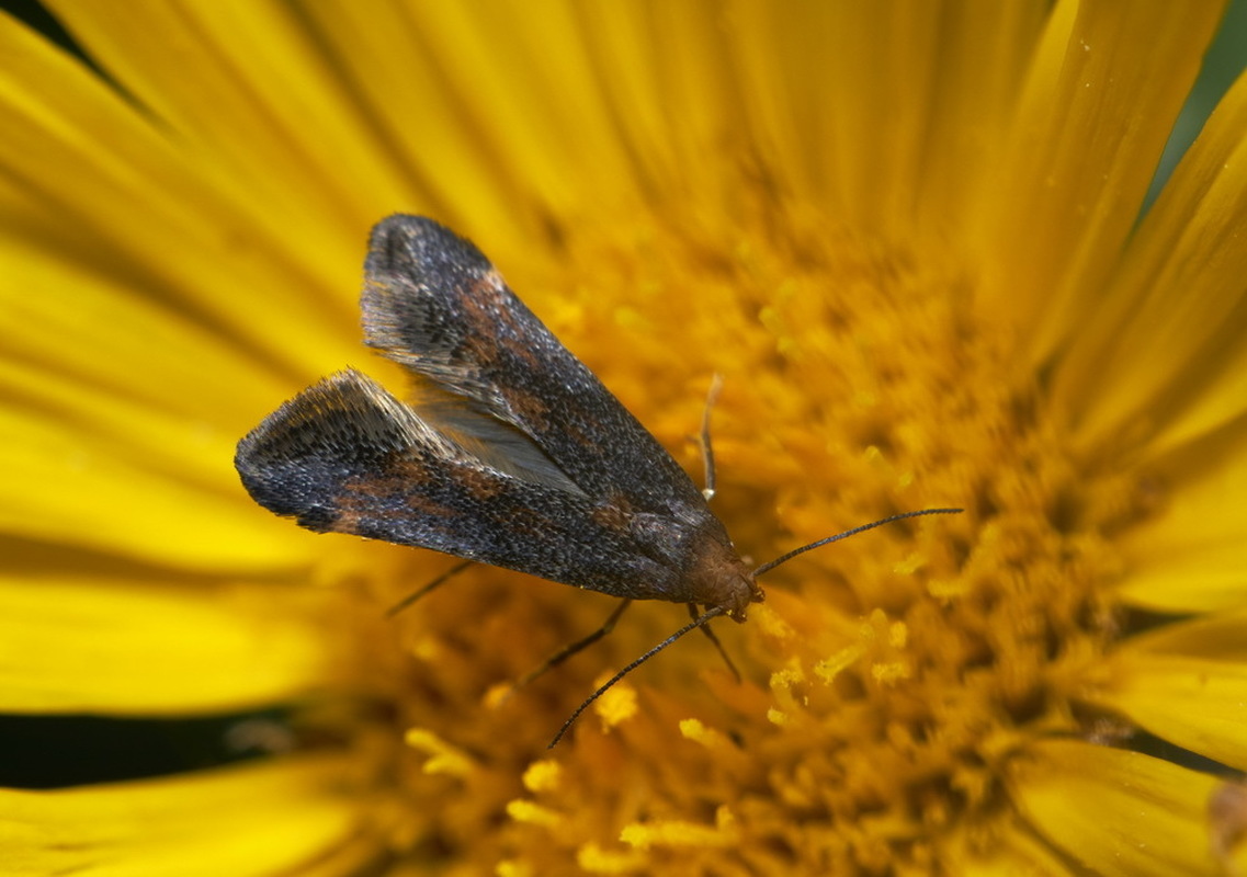 Apodia bifractella - peremizsmag-sarlósmoly