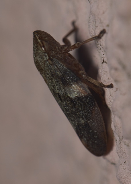 Aphrophora alni