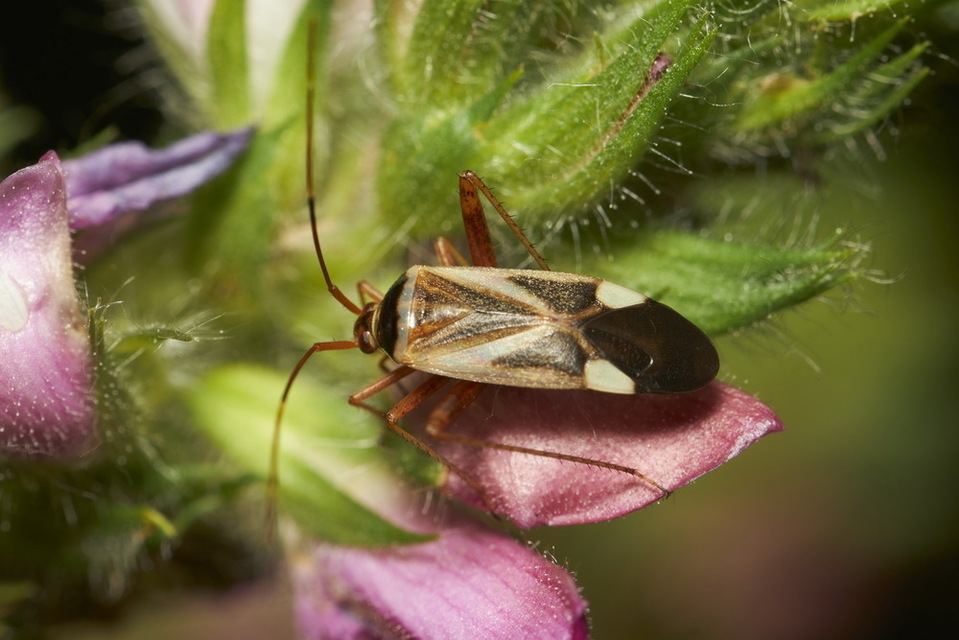 Adelphocoris reichelii