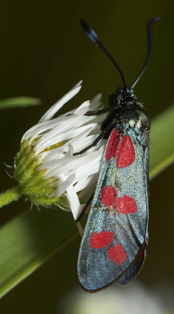 Zygaena filipendulae - acélszínű csüngőlepke