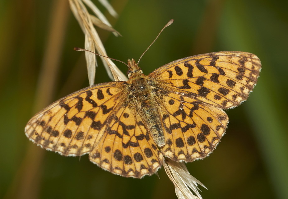 Boloria dia - kis gyöngyházlepke