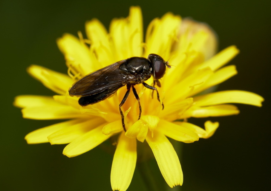 Cheilosia