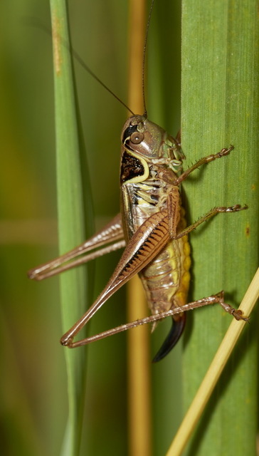 Roeseliana roeselii - Rösel-rétiszöcske