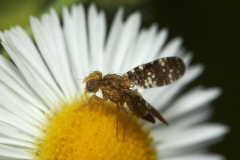 Tephritidae - fúrólégyfélék