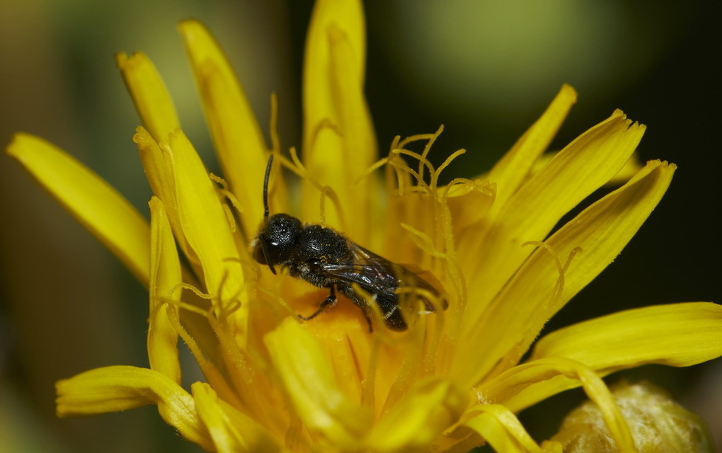 Crabronidae - szitásdarazsak