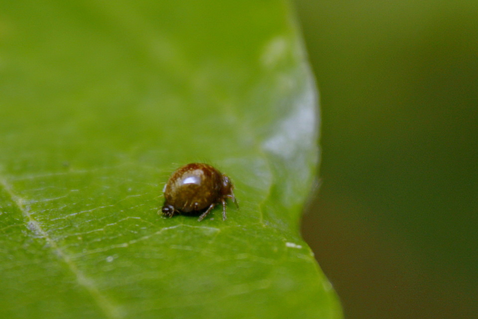 Allacma fusca