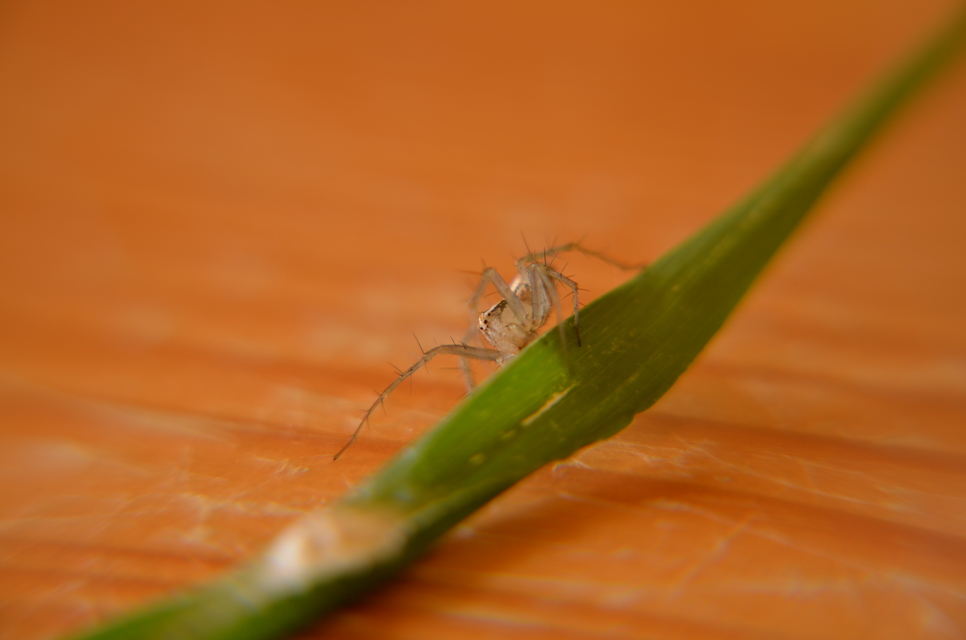 Oxyopes lineatus