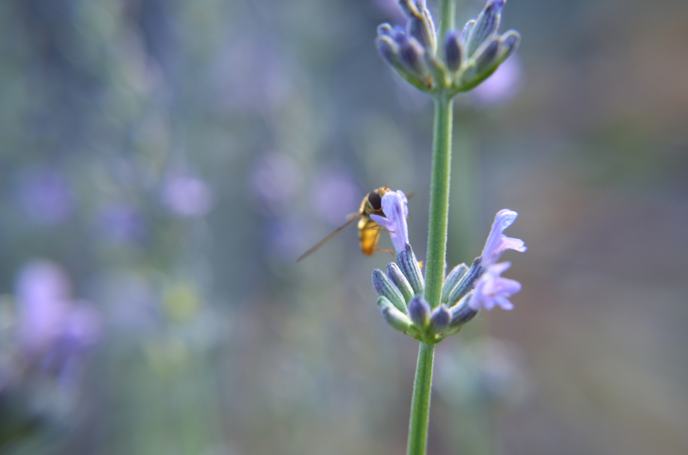 Episyrphus balteatus - ékfoltos zengőlégy