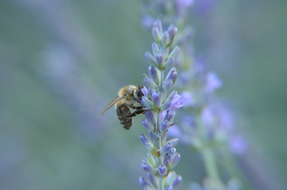 Apis mellifera - háziméh