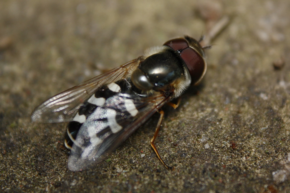 Scaeva pyrastri - gyakori nagyhomlokúlégy