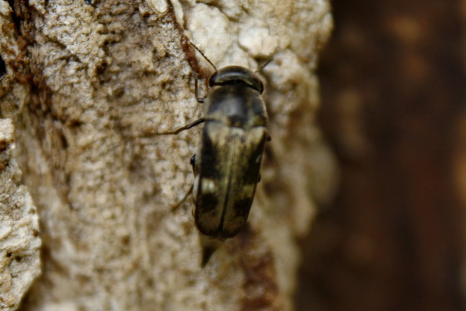 Tomoxia bucephala - kúptestű maróka