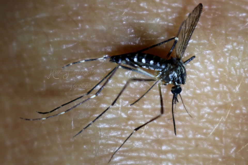 Culicidae - csípőszúnyogok