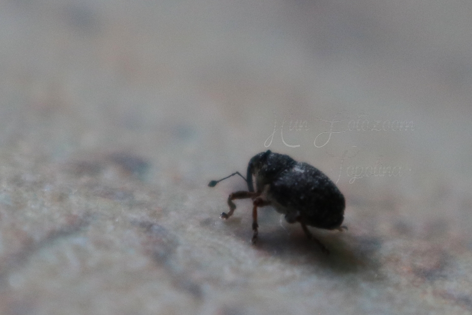 Oprohinus consputus - hamvas hagymaormányos