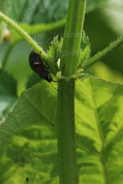 Dodecastichus