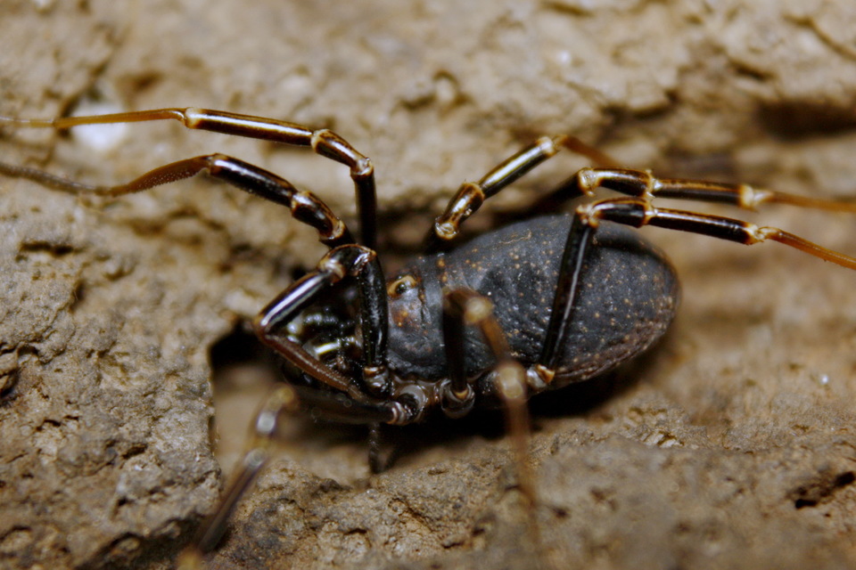 Egaenus convexus