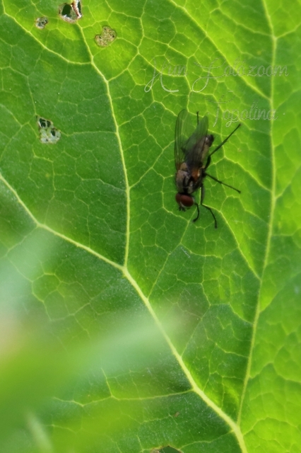 Anthomyiidae - viráglegyek