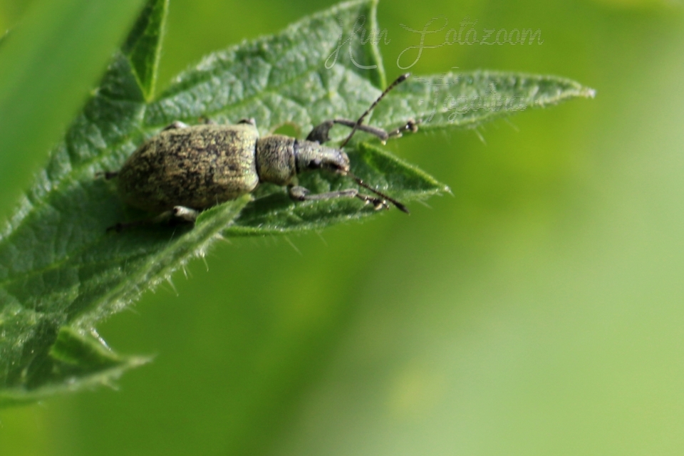 Phyllobius pomaceus - csalán-levélormányos