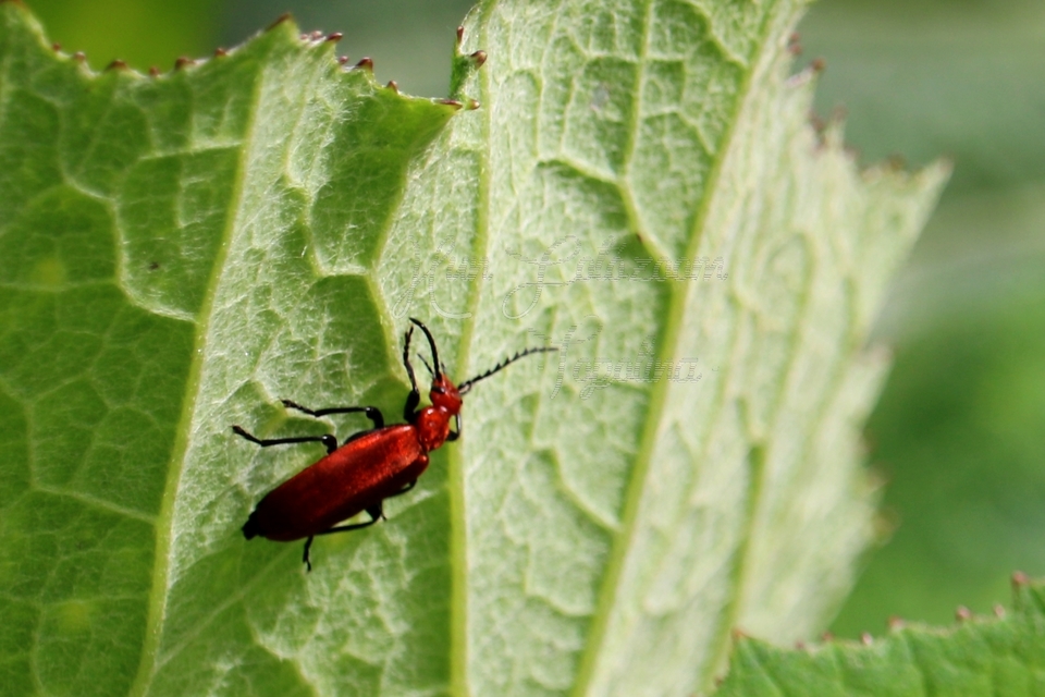 Pyrochroa serraticornis - közép-bíborbogár