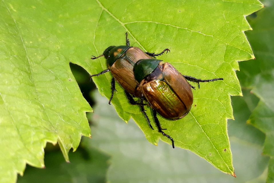 Anomala dubia - kis fináncbogár